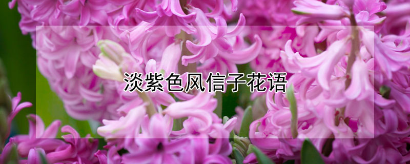 淡紫色风信子花语 紫粉色风信子花语