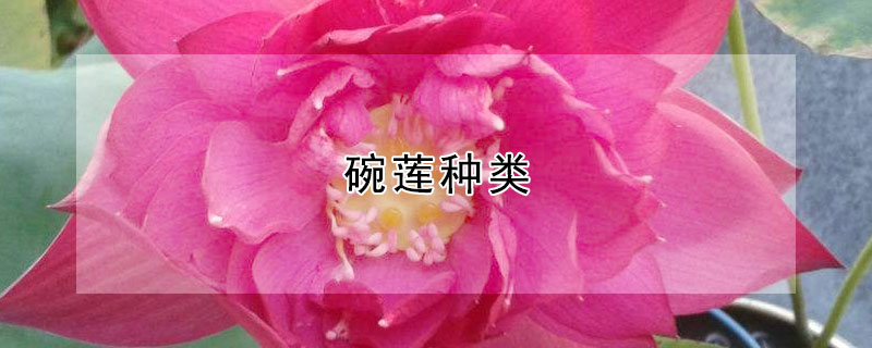 碗莲种类 碗莲种类图片大全大图