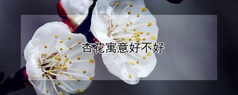 杏花寓意好不好 杏花的寓意和花语