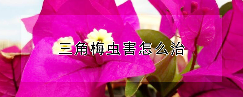 三角梅虫害怎么治 三角梅有虫害怎么治?