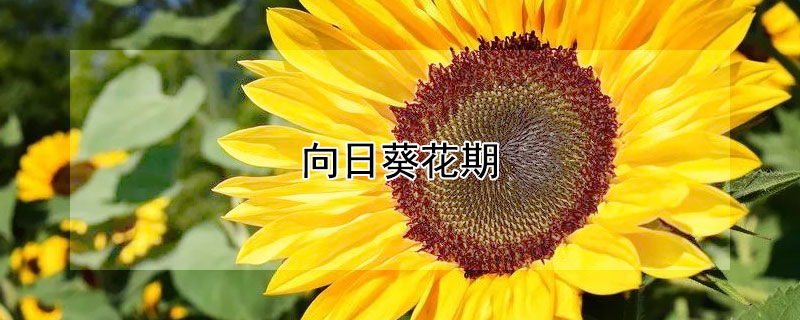 向日葵花期（向日葵花期多长）