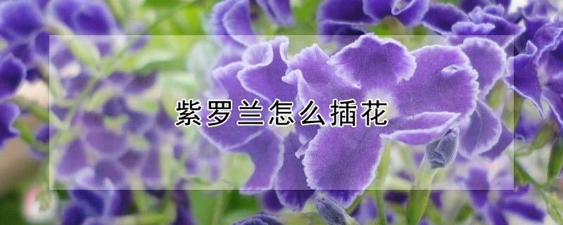 紫罗兰怎么插花（紫罗兰花插花怎么养）