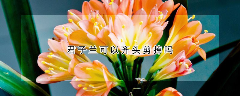 君子兰可以齐头剪掉吗（君子兰能剪头吗）