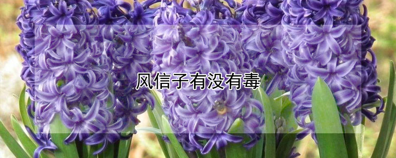 风信子有没有毒（风信子风信子有没有毒）