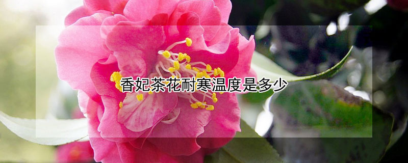 香妃茶花耐寒温度是多少（香妃茶花最低温度）
