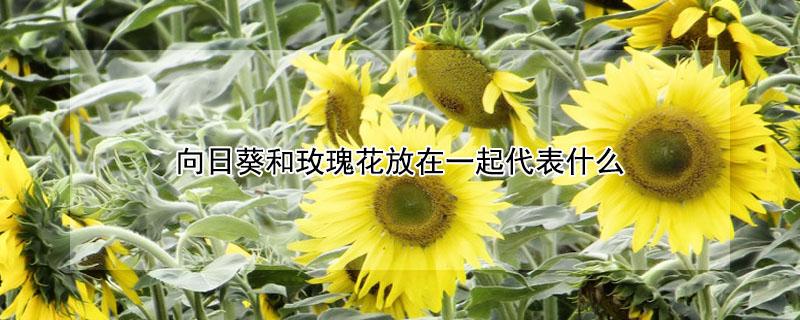 向日葵和玫瑰花放在一起代表什么 向日葵与玫瑰花