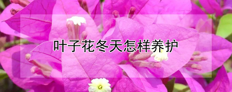叶子花冬天怎样养护（叶子花怎样过冬）