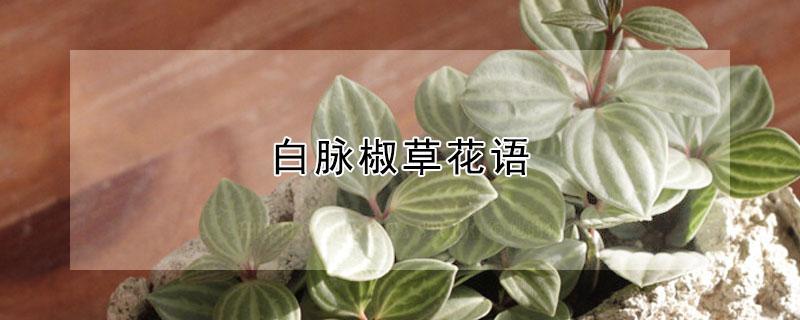 白脉椒草花语 白脉椒草的花是什么样子