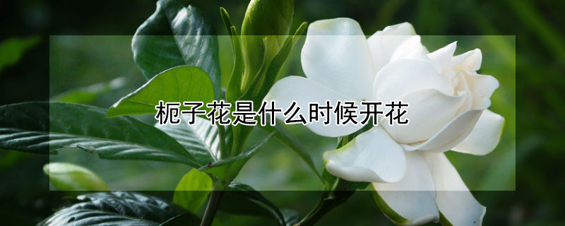 枙子花是什么时候开花 枙子花几月开花