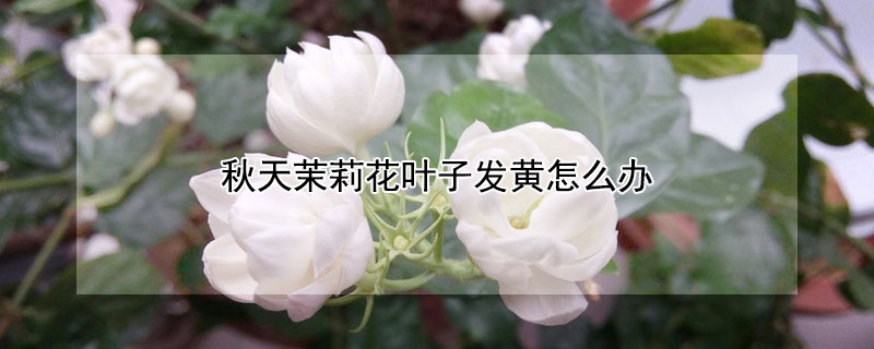 秋天茉莉花叶子发黄怎么办（茉莉花冬天叶子全黄了）