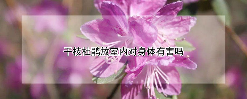 干枝杜鹃放室内对身体有害吗（干枝杜鹃放室内有毒么）