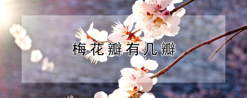 梅花瓣有几瓣（梅花一般几个花瓣）
