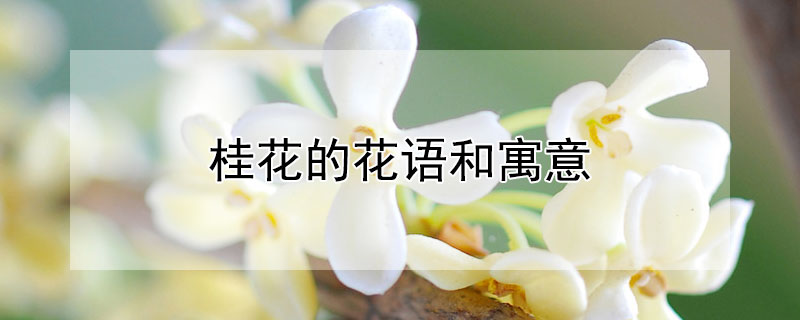 桂花的花语和寓意（桂花的花语是?）