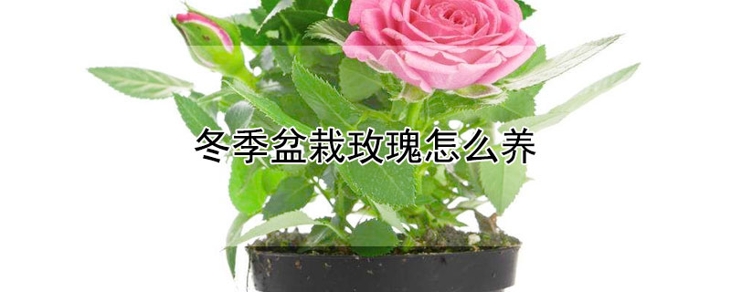 冬季盆栽玫瑰怎么养 冬季如何养玫瑰花