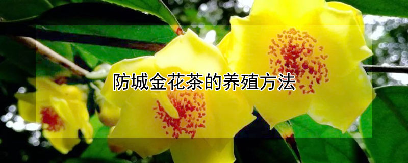 防城金花茶的养殖方法 防城港金花茶种植基地在哪里