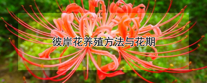 彼岸花养殖方法与花期 彼岸花的养植和花期