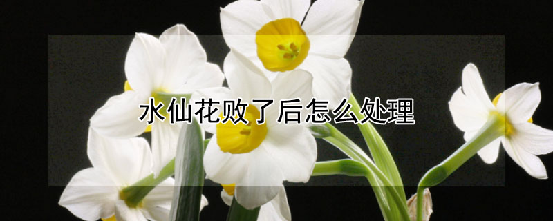 水仙花败了后怎么处理（水仙花败了以后怎么处理）