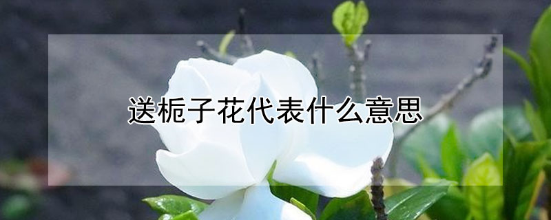 送栀子花代表什么意思 送栀子花是什么意思?