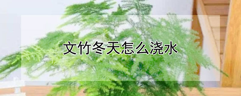 文竹冬天怎么浇水 冬季文竹怎么浇水