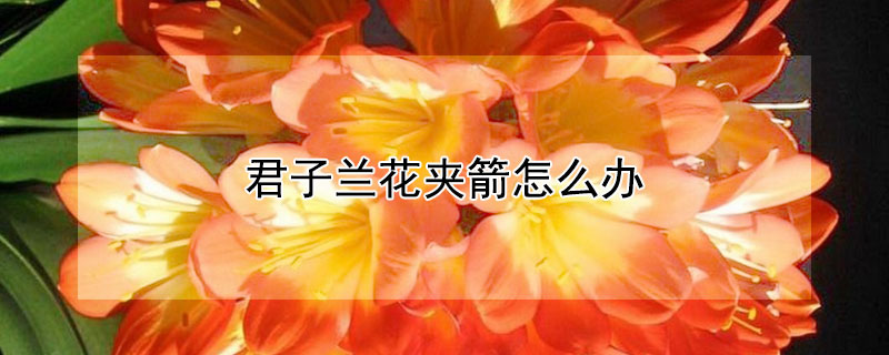 君子兰花夹箭怎么办（君子兰花夹箭怎么办?）