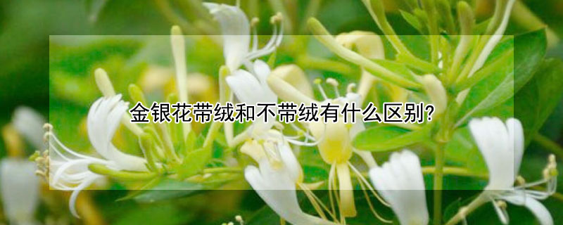 金银花带绒和不带绒有什么区别? 金银花是带绒的好还是不带绒的好