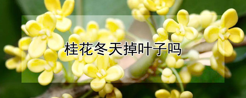 桂花冬天掉叶子吗 桂花冬天掉叶子是怎么回事