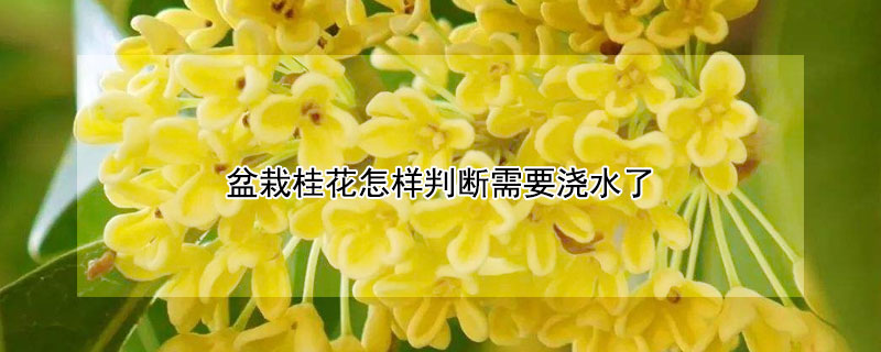 盆栽桂花怎样判断需要浇水了（盆栽桂花浇水的正确方法）