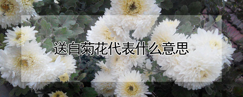 送白菊花代表什么意思（送白菊花花的含义）