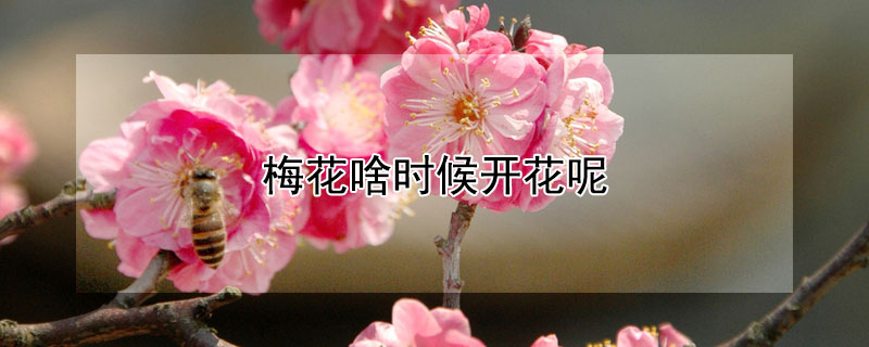 梅花啥时候开花呢（梅花啥时候开花）