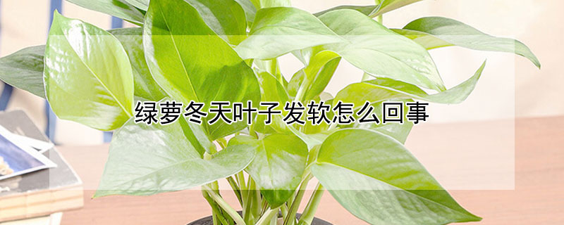 绿萝冬天叶子发软怎么回事（绿萝冬天叶子发软下垂会自己恢复吗）
