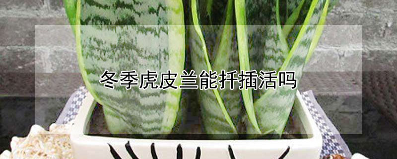 冬季虎皮兰能扦插活吗（虎皮兰能不能扦插）