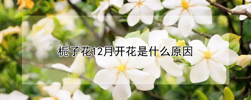 栀子花12月开花是什么原因 12月栀子花出了花苞还会开吗