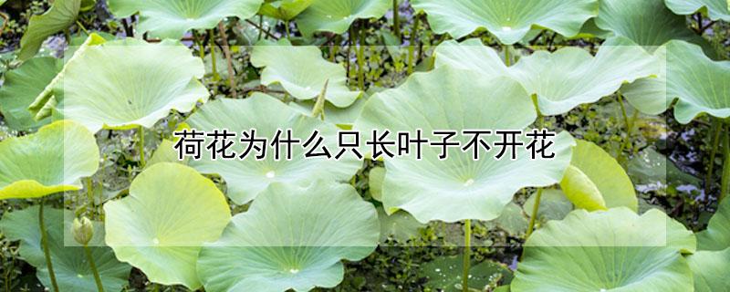 荷花为什么只长叶子不开花 栽的荷花为什么只长叶子不开花
