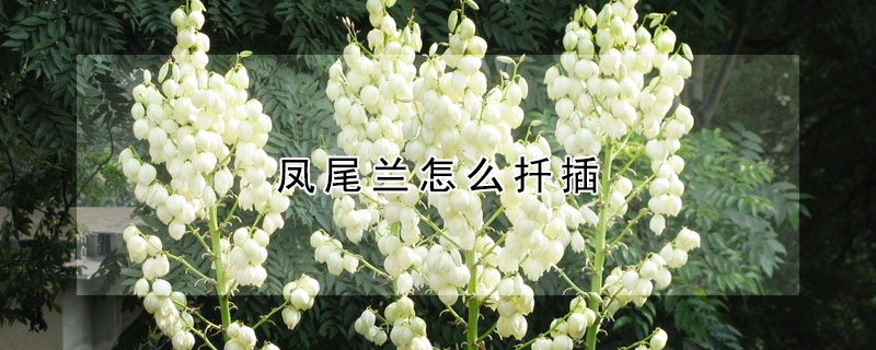 凤尾兰怎么扦插(凤尾兰的繁殖方法)