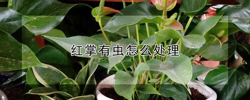红掌有虫怎么处理(红掌根部有虫怎么治)