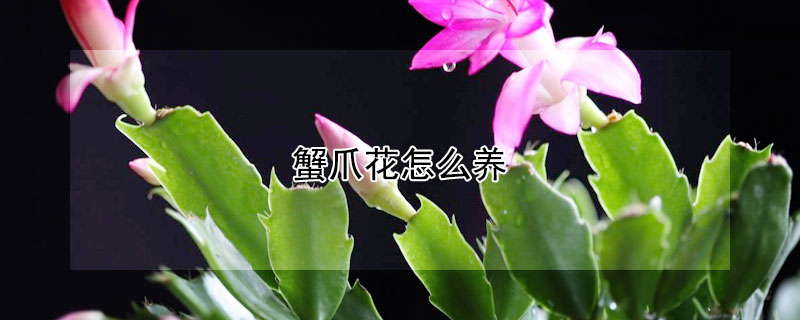 蟹爪花怎么养 蟹爪花的养法