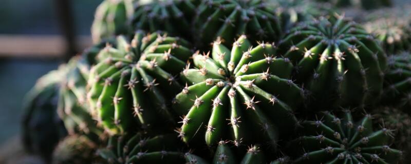 仙人球的寓意 仙人球的寓意和象征风水