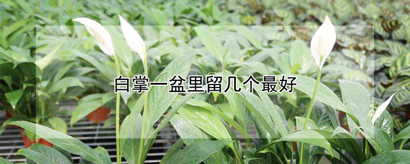白掌一盆里留几个最好（白掌一盆栽几颗合适）