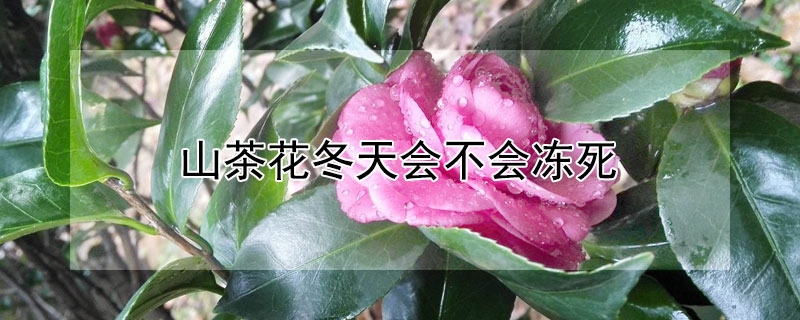 山茶花冬天会不会冻死(山茶花冬天会不会冻死放室内)