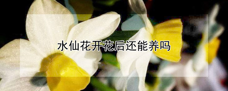 水仙花开花后还能养吗（水仙花开过以后怎么养）