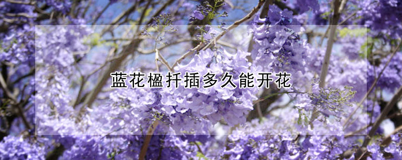 蓝花楹扦插多久能开花（蓝花楹扦插多久能长根）