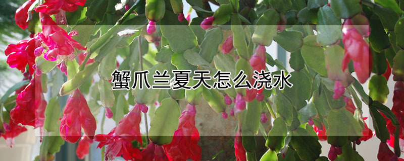 蟹爪兰夏天怎么浇水 蟹爪兰夏天如何浇水