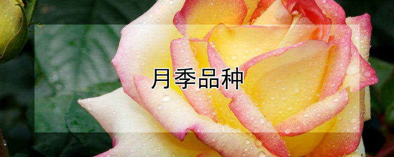 月季品种 月季品种大全图解名称