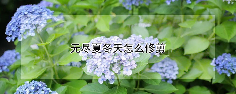 无尽夏冬天怎么修剪（无尽夏的入冬可以修剪吗?）