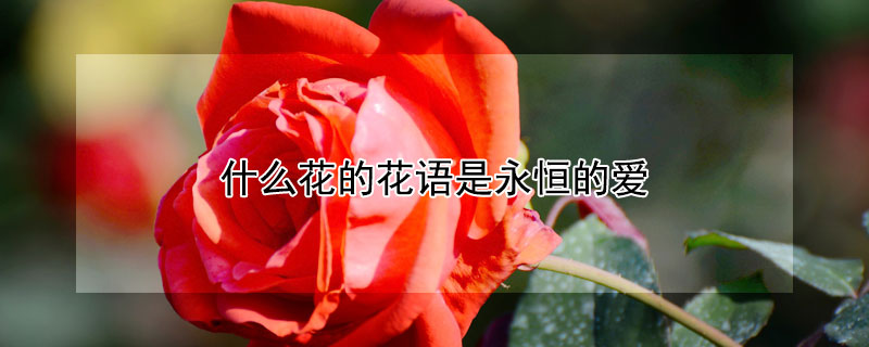 什么花的花语是永恒的爱（什么花的花语是永恒的爱情）