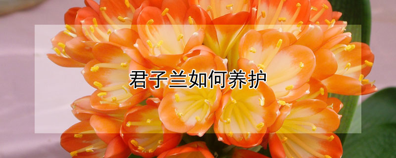 君子兰如何养护（夏季君子兰如何养护）