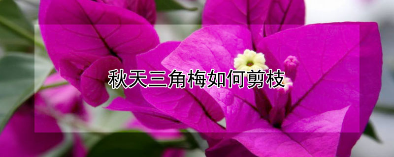 秋天三角梅如何剪枝 三角梅秋天剪枝可以吗