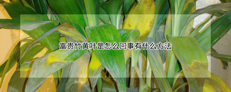 富贵竹黄叶是怎么回事有什么方法 富贵竹黄叶是什么原因该怎么办