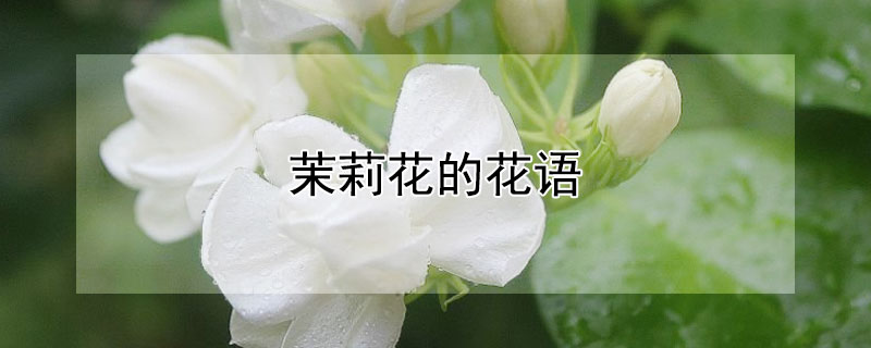 茉莉花的花语 茉莉花的花语和象征意义