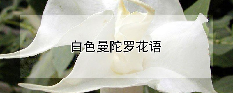白色曼陀罗花语（白色曼陀罗花的花语是什么）